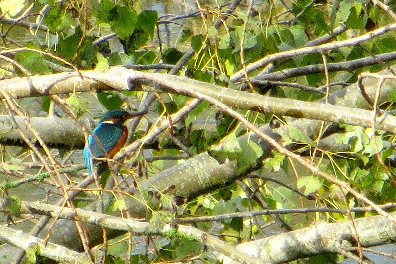 IJsvogel. Foto’s: Inga Tessel